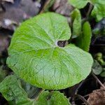 Petasites pyrenaicus Blatt