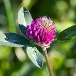 Trifolium pratense Fleur