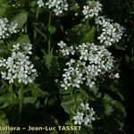 Cardamine asarifolia 花