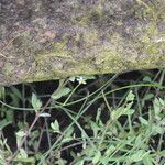 Stellaria alsine Flors