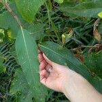 Persicaria glabra Hoja