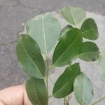 Pterocarpus rohrii 葉