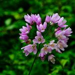 Allium roseum Virág