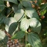 Nyctanthes arbor-tristis Fuelha