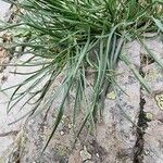 Plantago maritima Лист