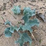 Eryngium maritimum Fulla