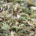 Astragalus pauperculus Hàbitat