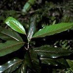 Antidesma madagascariense 樹皮