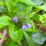 Jacquemontia tamnifolia Blüte