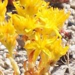 Sedum lanceolatum Flower