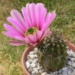 Echinocereus fendleri