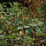 Melochia nodiflora Hoja