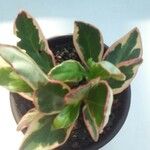 Peperomia clusiifolia 葉