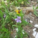 Dyschoriste linearis Hábito
