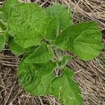 Physalis heterophylla Foglia