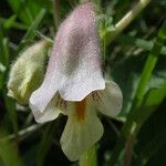 Ceratotheca sesamoides Цветок