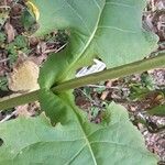 Silphium perfoliatum Leaf