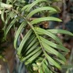 Cephalotaxus fortunei Leaf