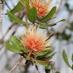 Melaleuca pancheri