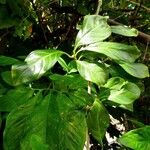 Pisonia aculeata पत्ता