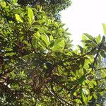 Ficus rubiginosa Hoja