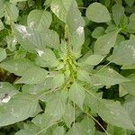 Amaranthus retroflexusFuelha