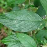 Pycnanthemum incanum Leaf