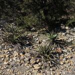 Yucca rupicola Habit