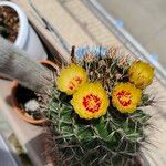 Ferocactus herrerae 花