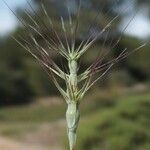 Aegilops geniculata Ffrwyth