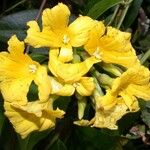 Camonea umbellata 花
