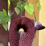 Aristolochia littoralis Blüte