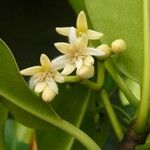 Rhizophora samoensis 花