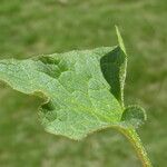 Blitum bonus-henricus Leaf