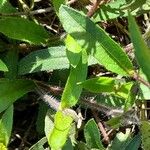 Aspilia pascalioides ഇല