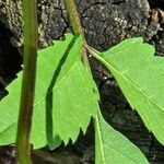 Bidens frondosa Leaf