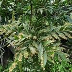Phyllanthus arbuscula Fiore