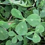 Trifolium nigrescens Folha