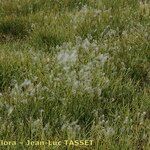 Trichophorum alpinum Habit