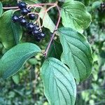 Cornus sanguineaFulla