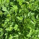 Artemisia princeps Листок