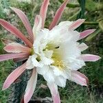 Cereus aethiops