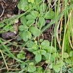 Arabidopsis thaliana Leaf