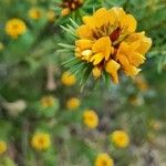 Pultenaea stipularis Λουλούδι