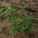 Croton hirtus Folha