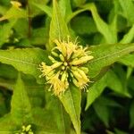 Diervilla sessilifolia Flower