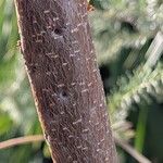 Banksia ericifolia Bark