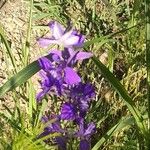 Delphinium ajacisFlower