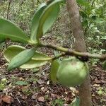 Mammea bongo Fruto