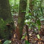 Garcinia epunctata Φλοιός